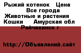 Рыжий котенок › Цена ­ 1 - Все города Животные и растения » Кошки   . Амурская обл.,Райчихинск г.